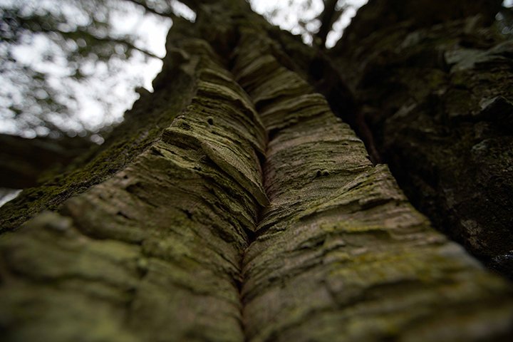 arbol