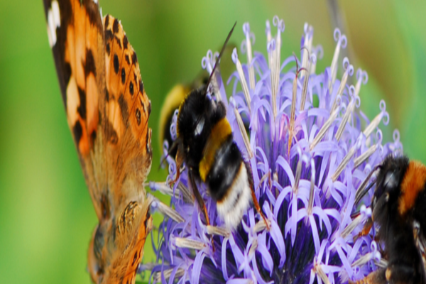 Majadahonda delays some mowing to protect pollinators Abejas y mariposa en la flor de un cardo