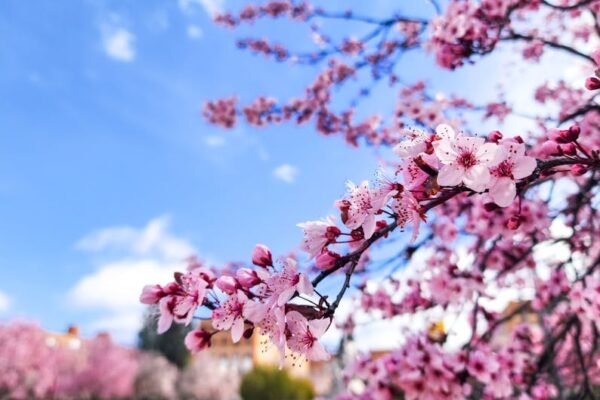 Descubre el Parque del Retiro: guía completa para tu visita en Madrid Parque del Retiro Madrid