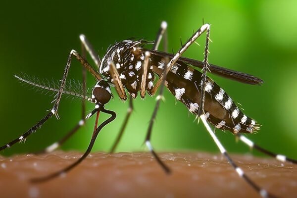 mosquito tiger