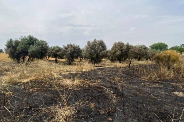 Incendio a las puertas del olivar de La Partija