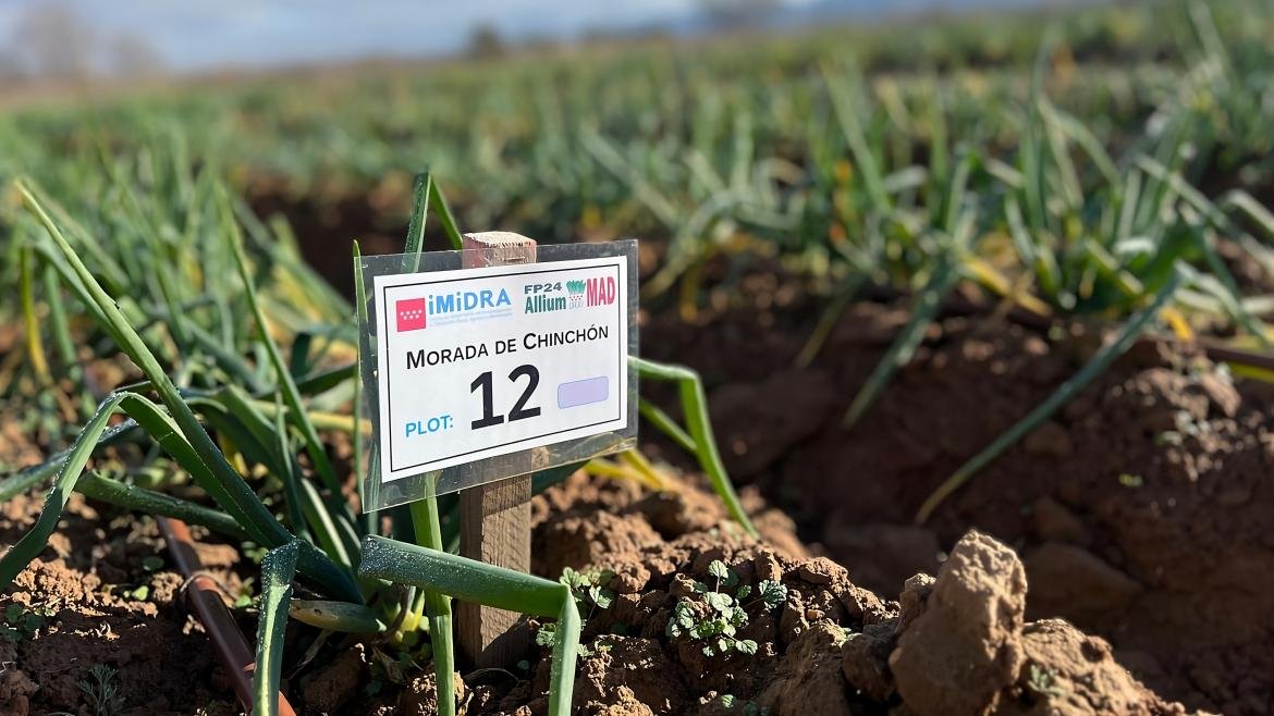 Plantación de cebollas