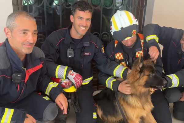 Bomberos de la Comunidad de Madrid rescatan a un cachorro de pastor alemán en Majadahonda