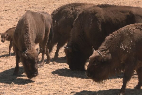 Madrid destaca la labor de los bisontes como cortafuegos natural tras el incendio en la Sierra Oeste