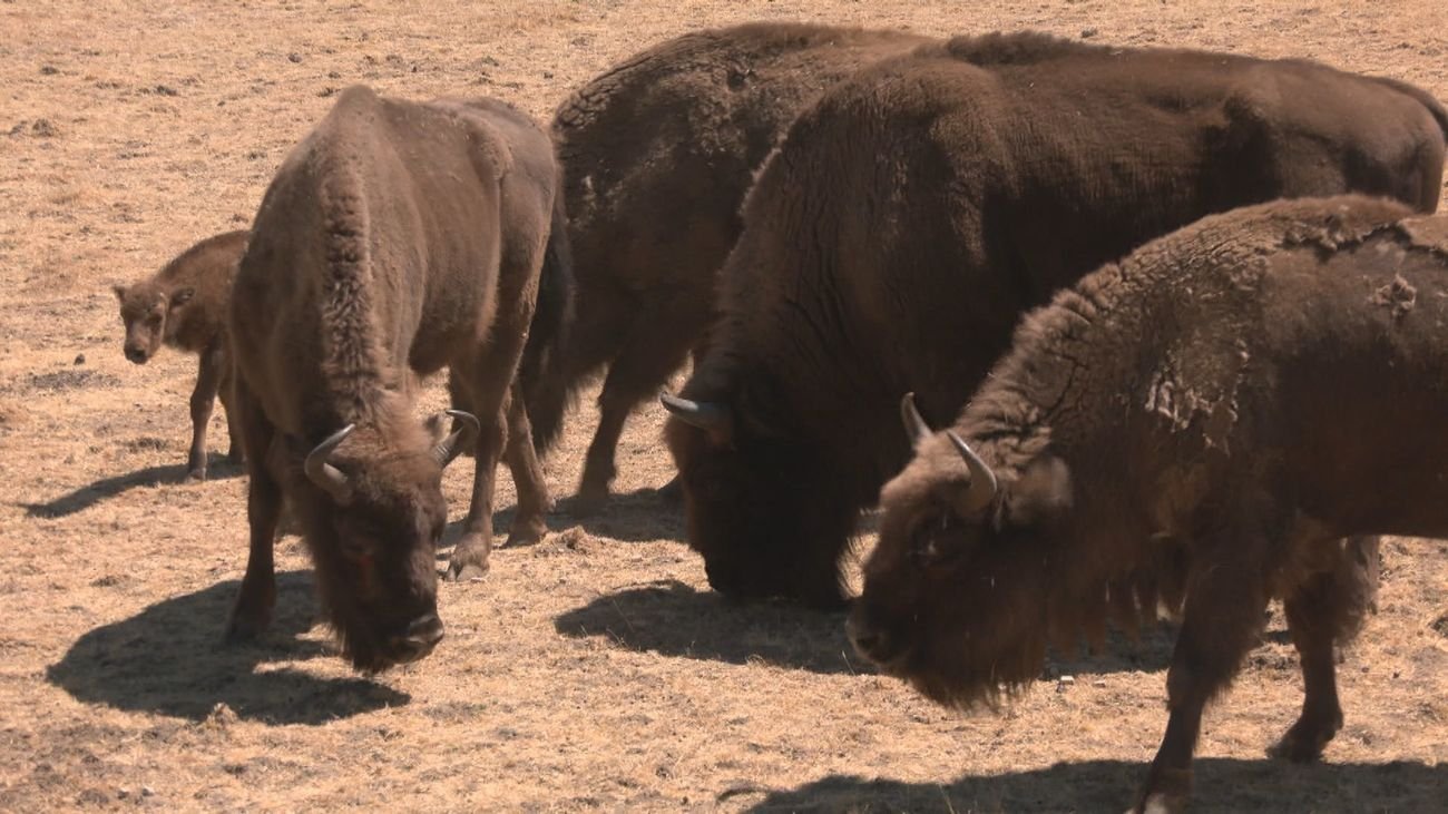 Madrid destaca la labor de los bisontes como cortafuegos natural tras el incendio en la Sierra Oeste
