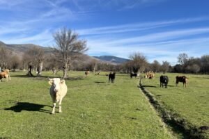 La Comunidad de Madrid destina 200.000 euros para proteger a ganaderos de ataques de lobos