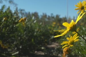 Madrid inaugura el parque Benedicto XVI en San Blas con zonas de ocio y naturaleza