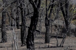 Zona calcinada tras el paso del incendio de la Sierra Oeste de Madrid de julio de 2026, en Pelayos de la Presa
