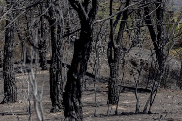 Zona calcinada tras el paso del incendio de la Sierra Oeste de Madrid de julio de 2026, en Pelayos de la Presa