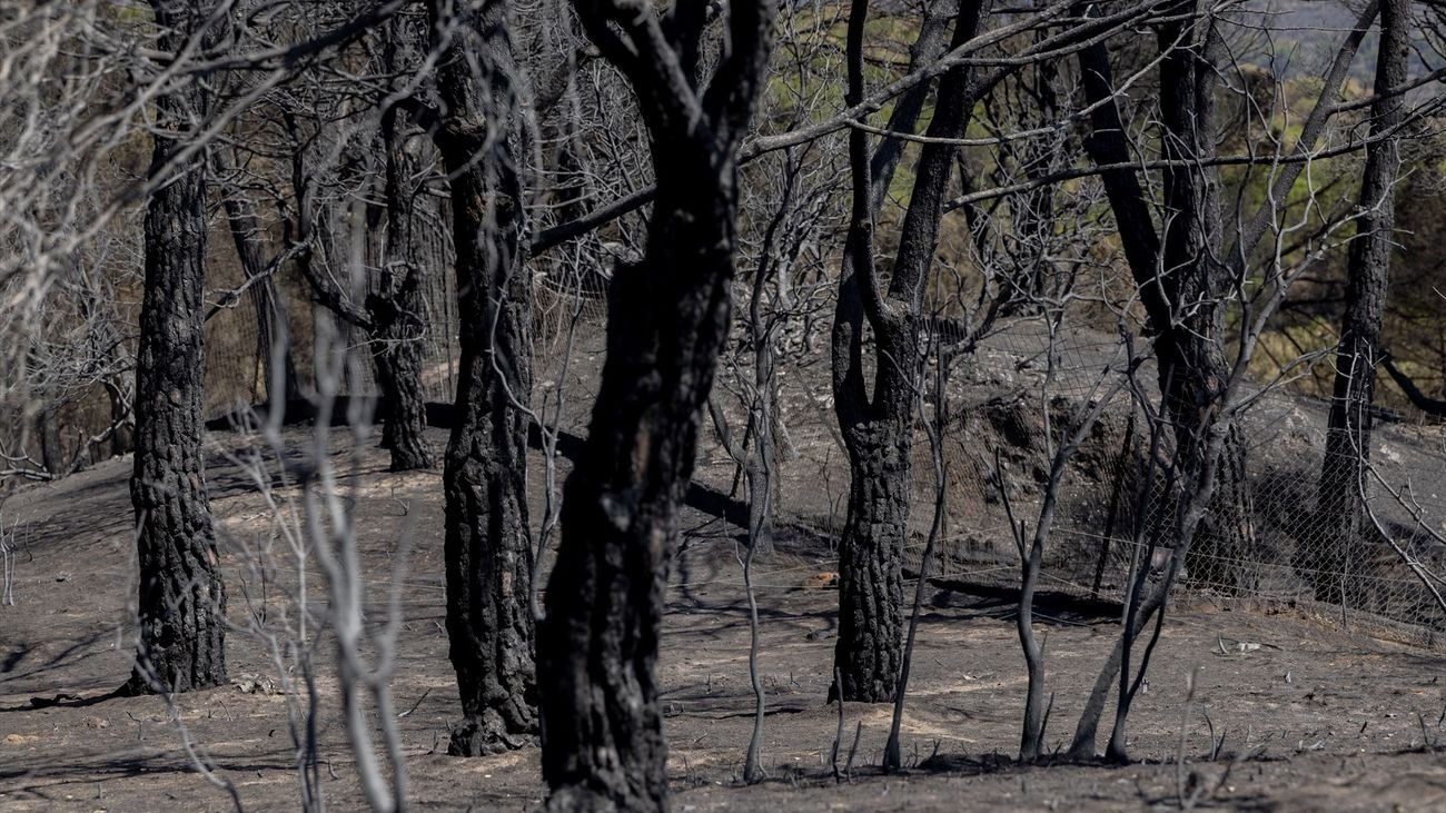 Zona calcinada tras el paso del incendio de la Sierra Oeste de Madrid de julio de 2026, en Pelayos de la Presa
